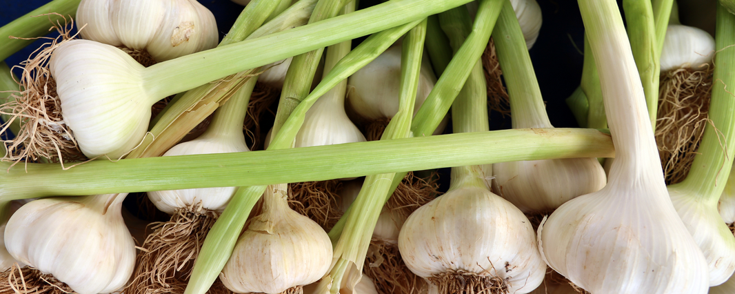 The Incredible Benefits of Garlic:  Nature's Superfood
